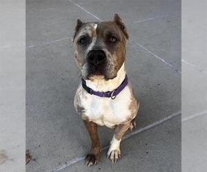 American Pit Bull Terrier Dogs for adoption in Denver, CO, USA