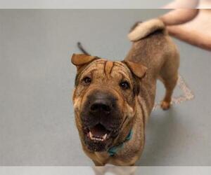 Chinese Shar-Pei Dogs for adoption in Denver, CO, USA