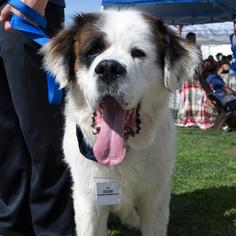 Saint Bernard Dogs for adoption in San Diego, CA, USA