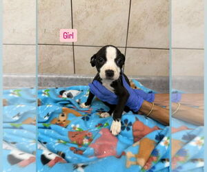 Mutt Dogs for adoption in Sterling, MA, USA