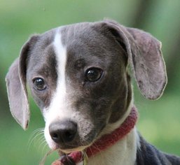 Chiweenie Dogs for adoption in Yardley, PA, USA