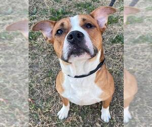 Mutt Dogs for adoption in Augusta, GA, USA