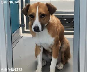 Mutt Dogs for adoption in Oklahoma City, OK, USA