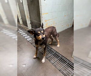 German Shepherd Dog-Siberian Husky Mix Dogs for adoption in Stockton, CA, USA