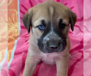 Labrador Retriever-Unknown Mix Dogs for adoption in San Diego, CA, USA