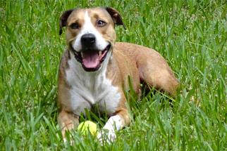 Bullmasador Dogs for adoption in Webster, FL, USA