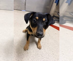 German Shepherd Dog Dogs for adoption in Riverside, CA, USA