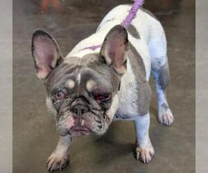 French Bulldog-Unknown Mix Dogs for adoption in Rockwall, TX, USA