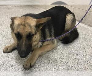 German Shepherd Dog-Unknown Mix Dogs for adoption in Conroe, TX, USA