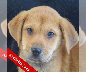 German Shepherd Dog-Unknown Mix Dogs for adoption in Huntley, IL, USA