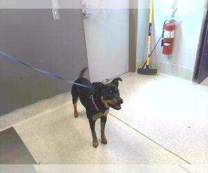 Rottweiler-Unknown Mix Dogs for adoption in Tallahassee, FL, USA