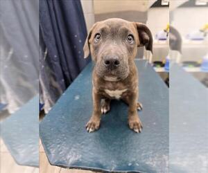 Labrador Retriever-Unknown Mix Dogs for adoption in Mobile, AL, USA