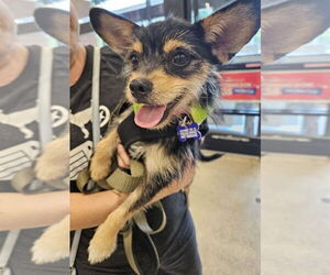 Chihuahua-Unknown Mix Dogs for adoption in oakland, FL, USA
