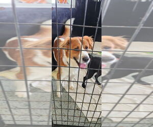 Australian Shepherd-Saint Bernard Mix Dogs for adoption in Osgood, IN, USA