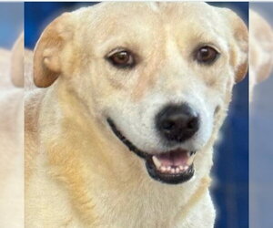 Labrador Retriever-Unknown Mix Dogs for adoption in Lake Forest, CA, USA