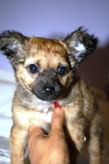 Chihuahua Dogs for adoption in Littlerock, CA, USA