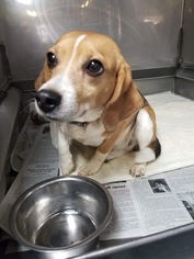Beagle-Unknown Mix Dogs for adoption in Wyckoff, NJ, USA