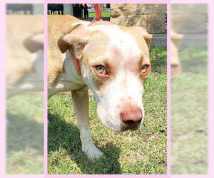 Bogle Dogs for adoption in Rowayton, CT, USA