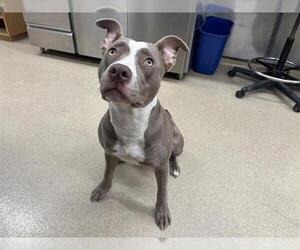 American Staffordshire Terrier-Unknown Mix Dogs for adoption in Grand Prairie, TX, USA