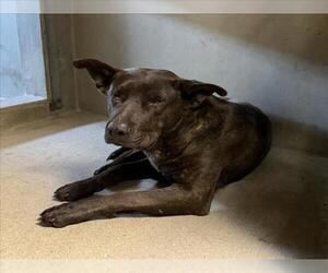 German Shepherd Dog Dogs for adoption in San Bernardino, CA, USA