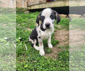 Australian Shepherd-Great Pyrenees Mix Dogs for adoption in New London, WI, USA