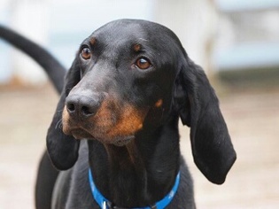 Small Black and Tan Coonhound