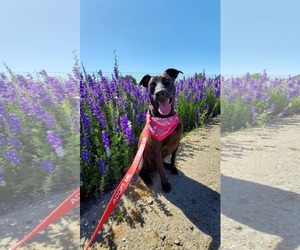 Doberman Pinscher-Labrador Retriever Mix Dogs for adoption in Fresno, CA, USA
