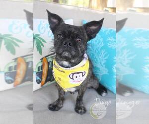 Buggs Dogs for adoption in Benton, LA, USA