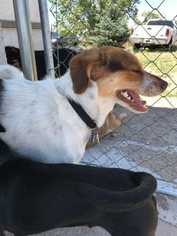 Small Jack Russell Terrier-Parson Russell Terrier Mix
