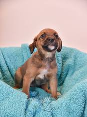 Border-Aussie Dogs for adoption in Oxford, MI, USA