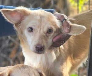 Pomeranian-Unknown Mix Dogs for adoption in Carrollton, TX, USA