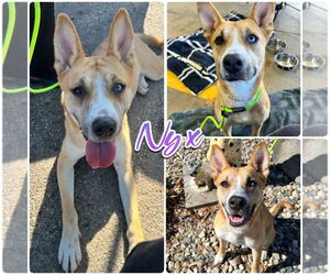 Siberian Husky-Unknown Mix Dogs for adoption in Pierceton , IN, USA