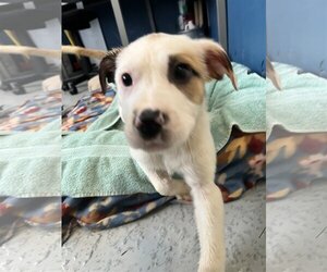 Mutt Dogs for adoption in Tracy City, TN, USA