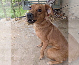 Mutt Dogs for adoption in Vail, AZ, USA