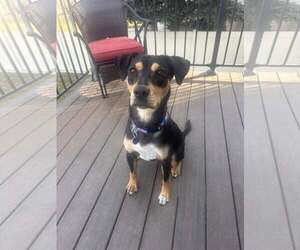 Rottweiler-Unknown Mix Dogs for adoption in MIDWAY, UT, USA