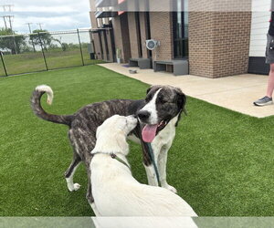 Great Dane Dogs for adoption in Bullard, TX, USA