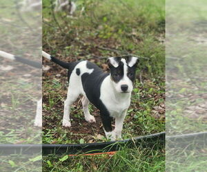 Mutt Dogs for adoption in Candler, NC, USA