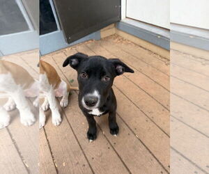 Mutt Dogs for adoption in Fort Collins, CO, USA