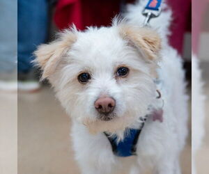 Mutt Dogs for adoption in Mundelein, IL, USA