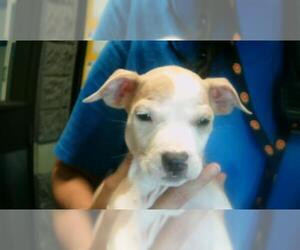 American Pit Bull Terrier-Unknown Mix Dogs for adoption in Tulsa, OK, USA