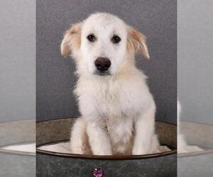 Golden Pyrenees Dogs for adoption in Sheridan, CO, USA