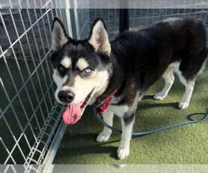 Siberian Husky Dogs for adoption in Martinez, CA, USA
