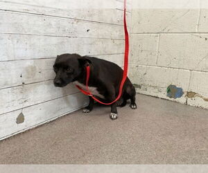 Chihuahua Dogs for adoption in San Bernardino, CA, USA