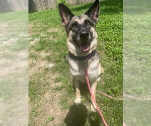 German Shepherd Dog Dogs for adoption in Kansas City, MO, USA