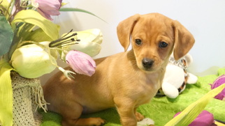 Medium Photo #1 Dachshund Puppy For Sale in Vacaville, CA, USA