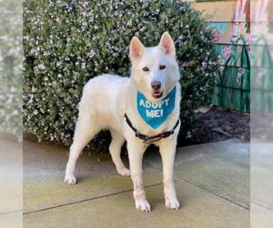 Siberian Husky Dogs for adoption in Pacific Grove, CA, USA