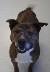Bullboxer Pit Dogs for adoption in Bemidji, MN, USA