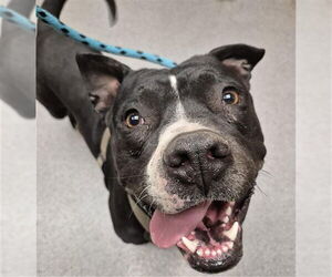 Staffordshire Bull Terrier-Unknown Mix Dogs for adoption in Rancho Cucamonga, CA, USA