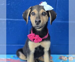 Mutt Dogs for adoption in Washington, DC, USA