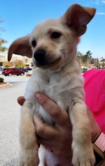 Chiweenie Dogs for adoption in Fayetteville, GA, USA